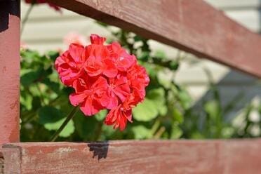 geranium-902220_1920.jpg geranium-902220_1920.jpg